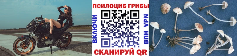 Псилоцибиновые грибы Cubensis Артёмовск